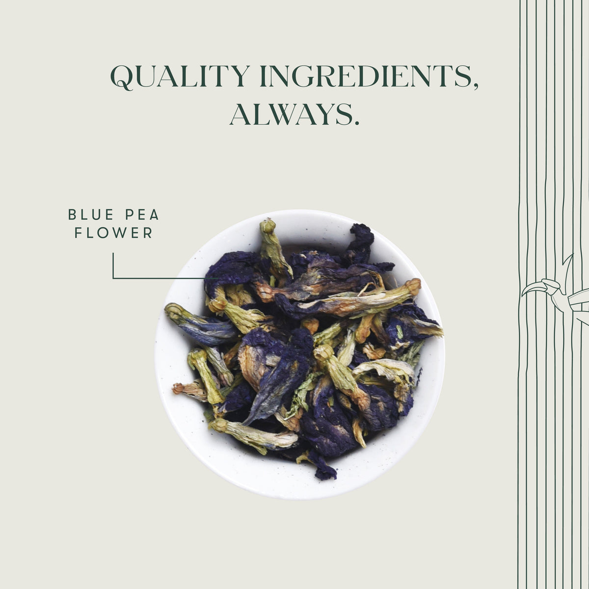 Blue Pea Flower| 25 gm | Herbal Tea - Luxmi Estates USA