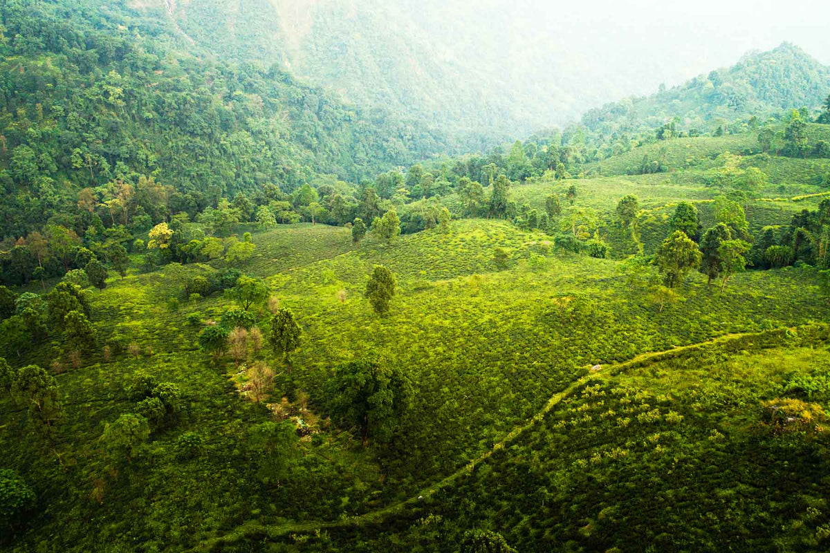 Benefits of Adaptogenic Teas & Why They Help To Balance Your Body & Mind