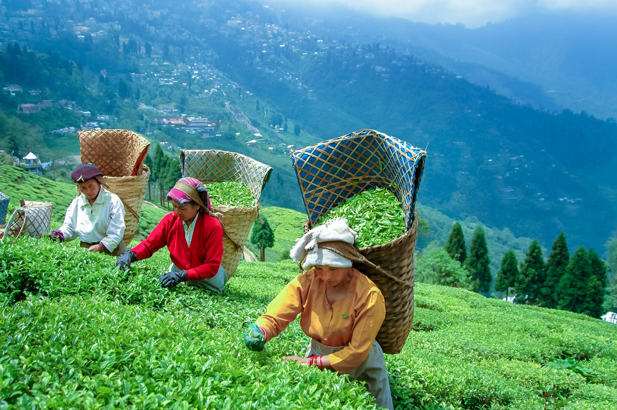 How to Choose Eco-Friendly Tea?