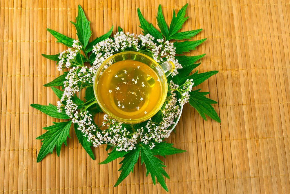 Valerian Root Tea Benefits for Body & Mind