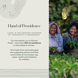 Turmeric Timeout | 50 Tea Bags | Organic Herbal Tea - Luxmi Estates USA